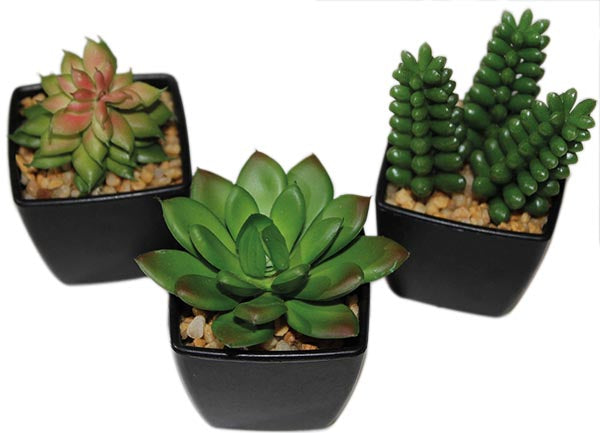 Mélange pour cactus, 6-9 cm dans un élégant pot noir
