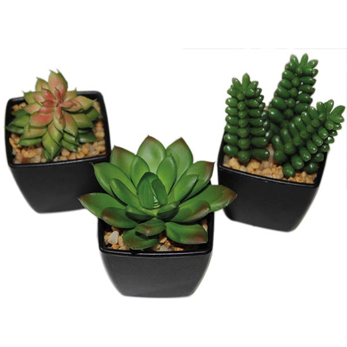 Mélange pour cactus, 6-9 cm dans un élégant pot noir