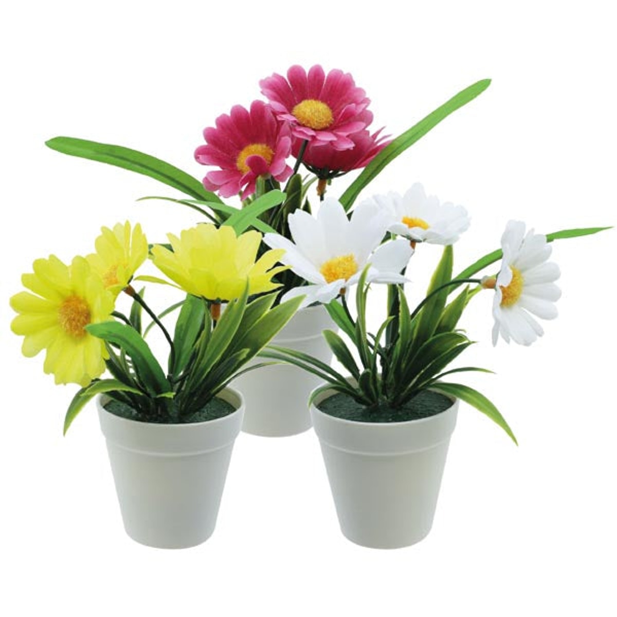 Marguerites à 3 fleurs dans un pot de 13 cm