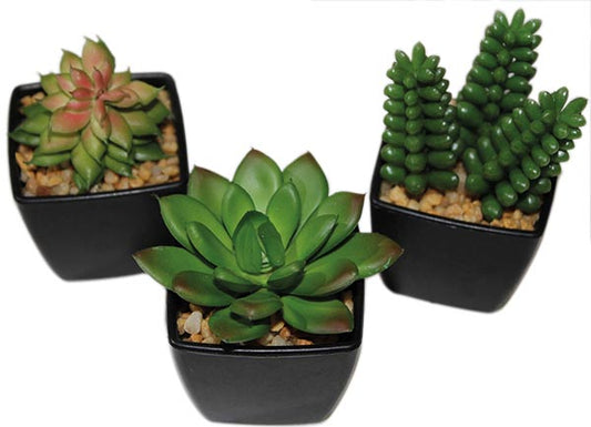 Mélange pour cactus, 6-9 cm dans un élégant pot noir