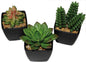 Mélange pour cactus, 6-9 cm dans un élégant pot noir