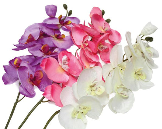 Orchidée papillon, 7 fleurs, 68 cm