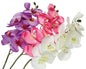 Orchidée papillon, 7 fleurs, 68 cm