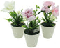 Mélange de roses dans un élégant pot blanc, 13 cm