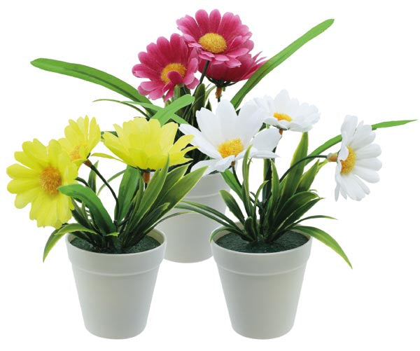 Marguerites à 3 fleurs dans un pot de 13 cm