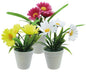 Marguerites à 3 fleurs dans un pot de 13 cm