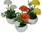 Chrysanthème boule en pot blanc, 14 cm