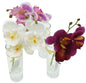 Orchidée élégante dans un vase en verre, 19,5 cm